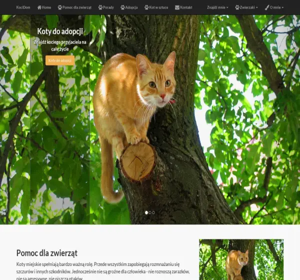 Forum i opinie o koty.civ.pl