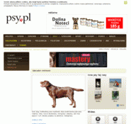 Labrador-retriever.psy.pl